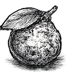 Bergamot illustration sketch for fragrance