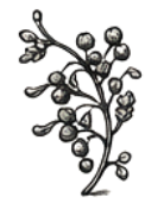 Black Pepper Fragrance