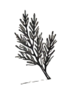 Cedarwood Fragrance_notes_guide