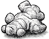 Ginger Fragrance Note