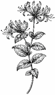 Honeysuckle Fragrance Note illus.