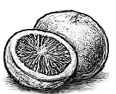 Japanese Grapefruit Fragrance Note