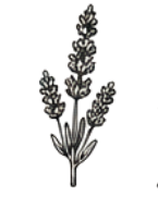 Lavender Fragrance