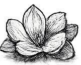 Magnolia Fragrance Note