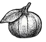 Mandarin Fragrance Note Illustration