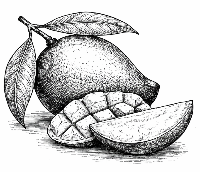 Mange Fragrance Note