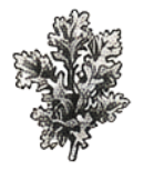 Oakmoss Fragrance_notes_guide