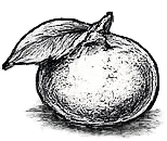 Tangerine Fragrance Note