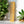 Bamboo Switch - Natural Bamboo Comb | Haircare Best - Bawston & Tucker - 