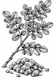 frankincense fragrance note