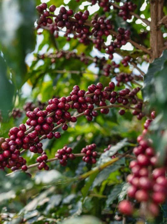 Oak and Bond Coffee Co. - Colombia La Esperanza Red Bourbon - Bawston & Tucker - 