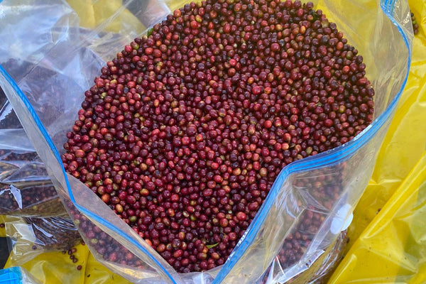 Oak and Bond Coffee Co. - Ethiopia Gera Estate Gr.1 Anaerobic - Bawston & Tucker - 
