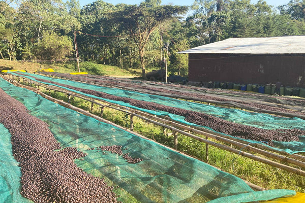 Oak and Bond Coffee Co. - Ethiopia Gera Estate Gr.1 Anaerobic - Bawston & Tucker - 