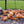 PS Seasoning - Cock - A - Doodle Brew - Beer Can Chicken Rub - Bawston & Tucker - 