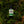 Weatherbeard | Beard Oils, Balms, Butters, & Cologne For Men - Evergreen Woods Beard Oil - Pine, Cypress, Sage - Bawston & Tucker - 